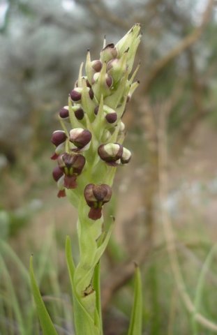 Pterygodium nigrescens most flowers still to open
